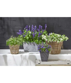 Artstone Kunststoff-Balkonkasten Claire -Haus Pflanzen Welt 3679347 5369905 1676006 WE MO 001 RattantopfArtstoneKunststoffTopfKastenClaire