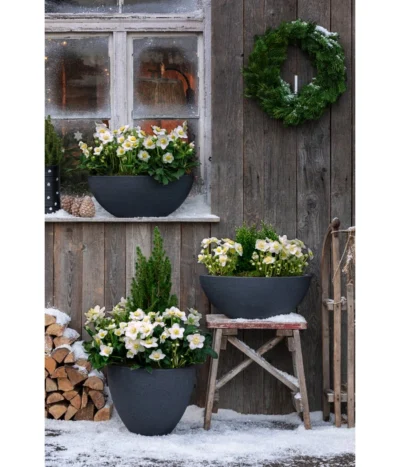 Dehner Kunststoff-Schale Miami, Oval, Anthrazit, Ca. B52/H20/T23 Cm -Haus Pflanzen Welt 3694254 3693926 WE MO 001 KunststoffTopfStonekonischanthrazit