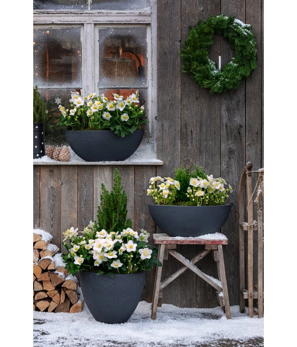 Dehner Kunststoff-Schale Miami, Oval, Anthrazit, Ca. B52/H20/T23 Cm 5 Dehner Kunststoff-Schale Miami, Oval, Anthrazit, Ca. B52/H20/T23 Cm – Bild 3