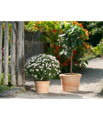 Spang Terrakotta-Topf Toscana, Rund -Haus Pflanzen Welt 3697612 WE MO 001 TerrakottaTopfToscanaBlumentopf