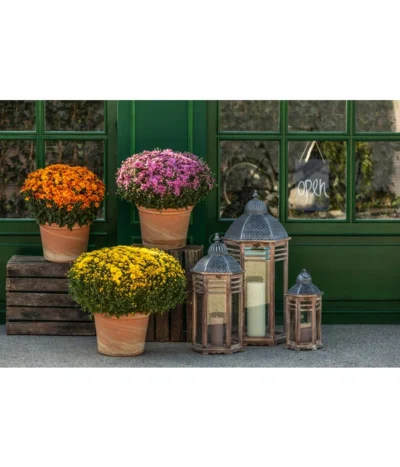 Spang Terrakotta-Topf Toscana, Rund -Haus Pflanzen Welt 3697612 WE MO 003 TerrakottaTopfToscana