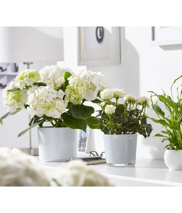 Dehner Glas-Übertopf Conner, Rund 6 Dehner Glas-Übertopf Conner, Rund – Bild 4