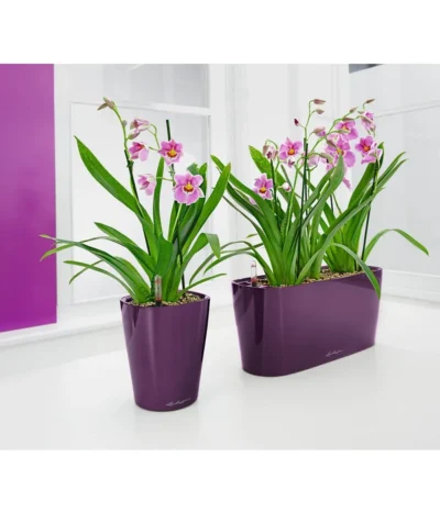 Stiefmütterchenorchidee - Miltonia -Haus Pflanzen Welt 3890621 8251191 PR MO 001 LechuzaDeltiniDeltiniPrem14KplAuberMiltoniaLechuza
