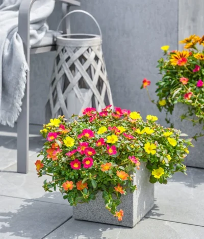 Dehner Polystone-Topf Sydney, Quadratisch, Grau -Haus Pflanzen Welt 3920998 3921004 4261632 WE MO 002 DehnerPolystoneTopfSydneyquadratischgrau