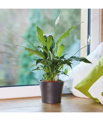 Seramis Pflanz-Granulat Für Zimmerpflanzen 11 Seramis Pflanz-Granulat Für Zimmerpflanzen -Haus Pflanzen Welt 394643 WE MO 004 SeramisPflanzgranulat 394650 394668 396721