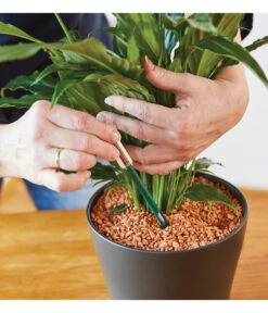 Seramis Gießanzeiger 13 Seramis Gießanzeiger -Haus Pflanzen Welt 394684 WE MO 002 SeramisGiessanzeiger 394692