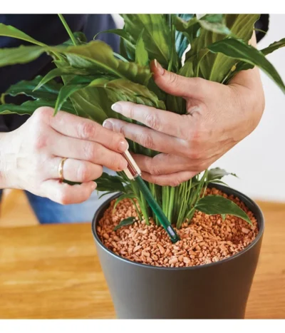 Seramis Gießanzeiger -Haus Pflanzen Welt 394684 WE MO 002 SeramisGiessanzeiger 394692