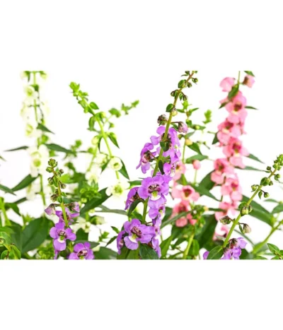 Engelsgesicht-Trio -Haus Pflanzen Welt 4005716 PR DE 001 AngeloniaTrioT12DehnerExpressHerzig