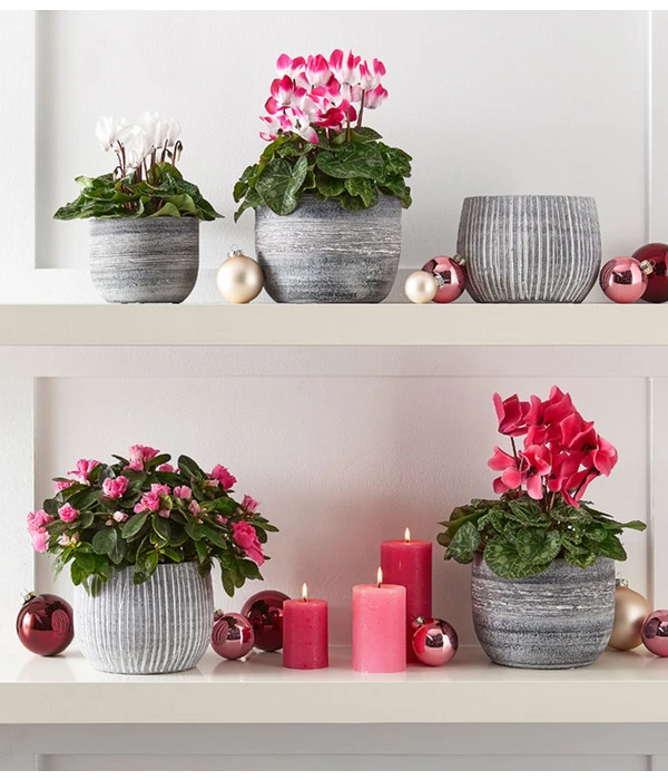 Zimmerazalee - Rhododendron Simsii 5 Zimmerazalee - Rhododendron Simsii – Bild 3