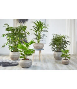 Fischschwanzpalme - Caryota Mitis -Haus Pflanzen Welt 4023768 PR MO 001 TopfNewLookPalmen