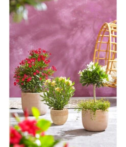 Dehner Terrakotta-Topf Neapel, Rund -Haus Pflanzen Welt 4057378 4057360 4057386 WE MO 001 TerrakottaTopfAntic