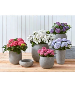 Dehner Leichtbeton-Topf Balloon Stone, Grau 12 Dehner Leichtbeton-Topf Balloon Stone, Grau -Haus Pflanzen Welt 4058046 4058087 4057972 WE MO 001 DehnerLeichtbetonTopfPflanztopfPflanzvase 1