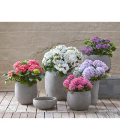 Dehner Leichtbeton-Schale Balloon Stone, Grau -Haus Pflanzen Welt 4058046 4058087 4057972 WE MO 004 DehnerLeichtbetonTopfPflanztopfPflanzvase