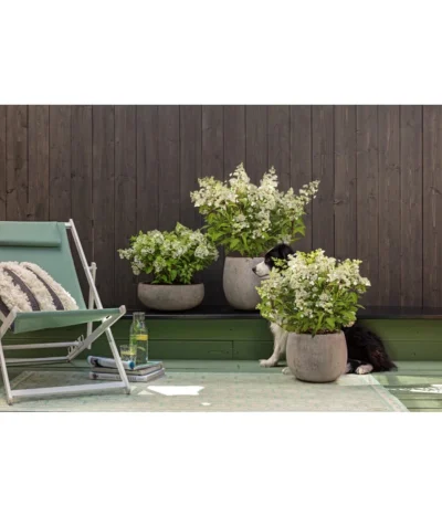 Dehner Leichtbeton-Topf Balloon Stone, Grau -Haus Pflanzen Welt 4058046 4058087 4057972 WE MO 006 DehnerLeichtbetonTopfBalloon 1