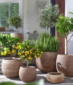 Olive, Ministamm -Haus Pflanzen Welt 4067054 4067088 4067112 WE MO 003 TerrakottaTopfBalloonGC07