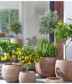 Feige, Hell 9 Feige, Hell -Haus Pflanzen Welt 4067054 PR MO 002 TerrakottaTopfBalloonGC07 4067088 4067112