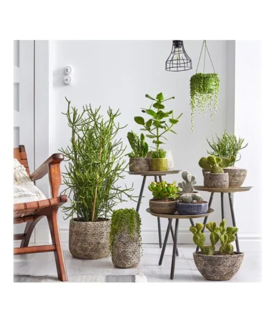 Dehner Keramik-Übertopf Stef, Bauchig, Braun, Ca. Ø25 Cm -Haus Pflanzen Welt 4083309 PR MO 002 TrenthemaIStefSukkulententhema 4083317 4083325 4083333 4084349 4084356 4084372 4084380 2