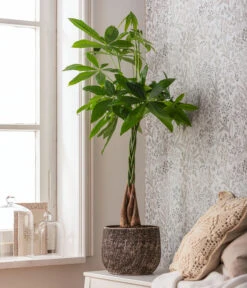 Dehner Keramik-Übertopf Stef, Rund, Braun -Haus Pflanzen Welt 4083325 82506059 4083325 WE MO 001 TopfStefBraunPachiraAquatica 1