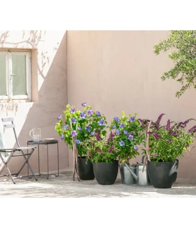 Artstone Kunststoff-Topf Bola -Haus Pflanzen Welt 4086088 4086096 4086104 4086112 WE MO 006 KunststoffTopfBolarundschwarz