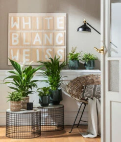 Air So Pure® Einblatt - Spathiphyllum Wallisii 'Bingo' -Haus Pflanzen Welt 4099883 PR MO 001 TopfElsaPetrolKorbPapette 2