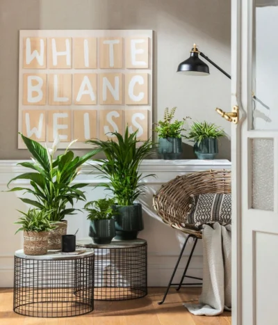 Air So Pure® Einblatt - Spathiphyllum Wallisii 'Bingo' -Haus Pflanzen Welt 4099883 PR MO 001 TopfElsaPetrolKorbPapette 2