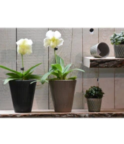 Dehner Keramik-Übertopf Elliot, Konisch, Ca. Ø14 Cm -Haus Pflanzen Welt 4103321 PR MO 001 4103313 4057022 OrchideentopfElliotTaupeGranitTopfLisaMiniGruen