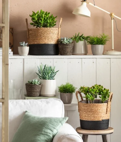 Dickblatt - Crassula Cultivars, Verschiedene Sorten 14 Dickblatt - Crassula Cultivars, Verschiedene Sorten -Haus Pflanzen Welt 4106035 6904783 4106043 6938864 4439196 WE MO 001 TopfLinaKorbRob