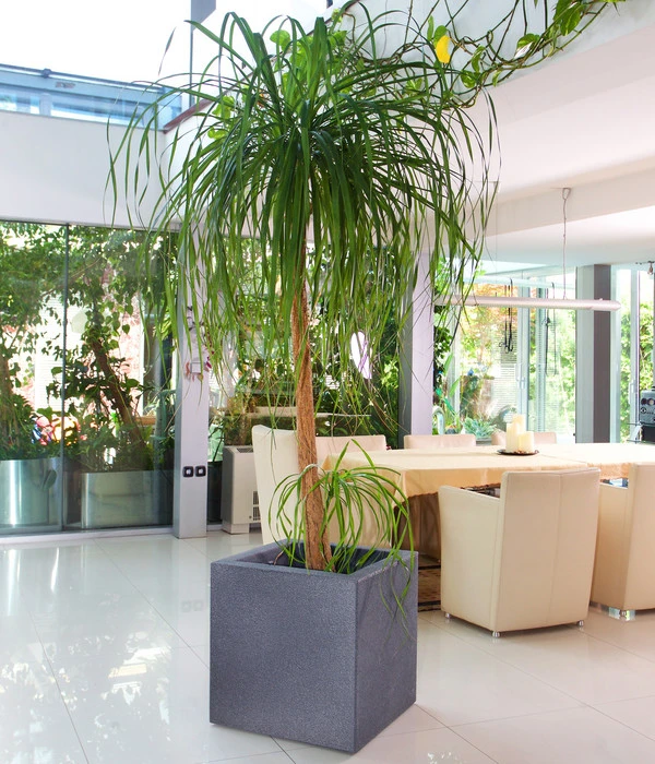 Roto Kunststoff-Pflanztopf Tango, Quadratisch 4 Roto Kunststoff-Pflanztopf Tango, Quadratisch – Bild 2