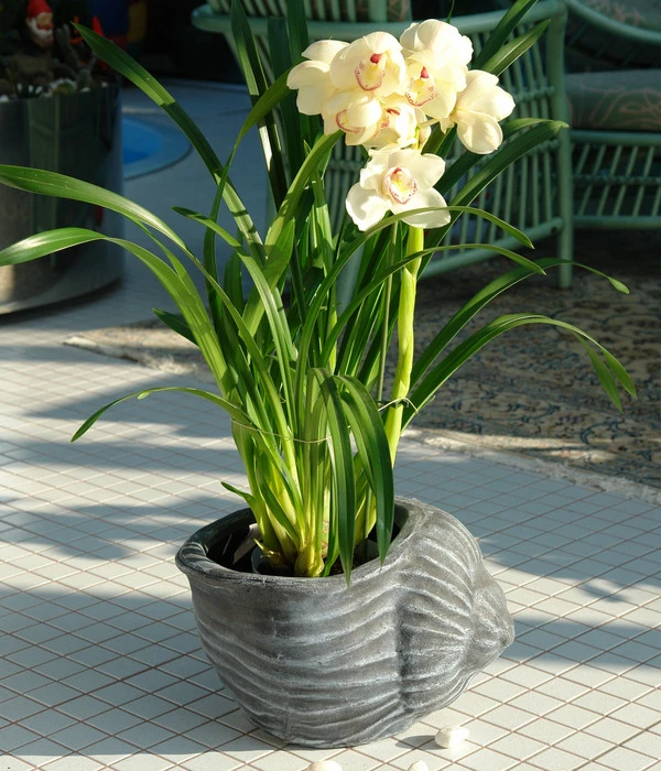 Roto Kunststoff-Pflanztopf Muschel, Grau, Ca. B40/H25,5/T30 Cm 4 Roto Kunststoff-Pflanztopf Muschel, Grau, Ca. B40/H25,5/T30 Cm – Bild 2