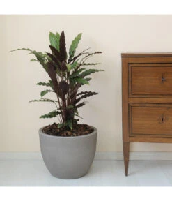 Farmet Kunststoff-Topf-Set Orione, Rund, Grau, 2-teilig 9 Farmet Kunststoff-Topf-Set Orione, Rund, Grau, 2-teilig -Haus Pflanzen Welt 4178166 WE DE 002 ORIONERunderPflanzkuebelDurchmesser40cm30cmhochSTEINBEIGE