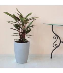 Farmet Kunststoff-Topf-Set Hydra, Konisch, Grau, 2-teilig -Haus Pflanzen Welt 4183133 WE DE 002 HYDRARunderPflanzkuebelDurchmesser30cm40cmhochSTEINBEIGE 1