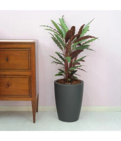 Farmet Kunststoff-Topf-Set Hydra, Konisch, Anthrazit, 2-teilig -Haus Pflanzen Welt 4183182 WE DE 002 HYDRARunderPflanzkuebelDurchmesser30cm40cmhochDUNKELANTHRAZIT