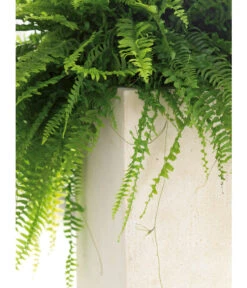 Fleur Ami Polystone-Raumteiler Divide, Rechteckig, Ca. B100/H30/T35 Cm 7 Fleur Ami Polystone-Raumteiler Divide, Rechteckig, Ca. B100/H30/T35 Cm -Haus Pflanzen Welt 4184016 WE DE 002 PolystRaumteil100x35x30Creme