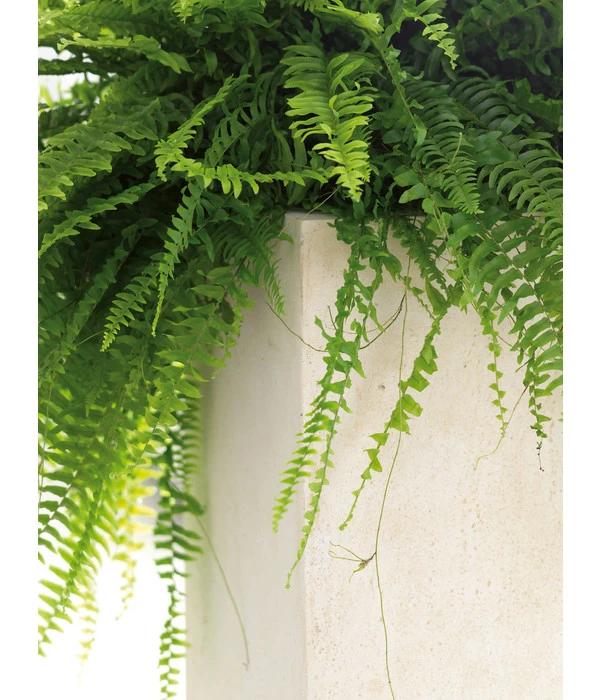 Fleur Ami Polystone-Raumteiler Divide, Rechteckig, Ca. B100/H30/T35 Cm 5 Fleur Ami Polystone-Raumteiler Divide, Rechteckig, Ca. B100/H30/T35 Cm – Bild 3