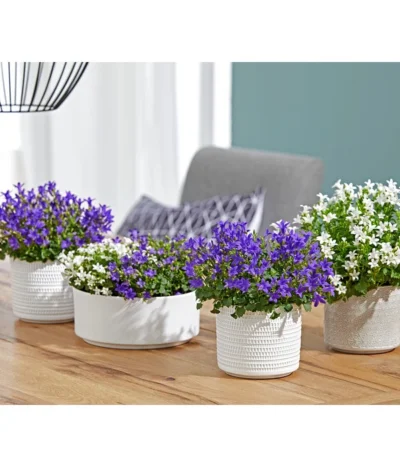 Dehner Keramik-Übertopf Sino, Rund -Haus Pflanzen Welt 4205092 PR MO 001 TopfSinoKachelnWeissTopfSinoPunkteGrau 4205092 4222816 4222824 4047387 4107728 4066007