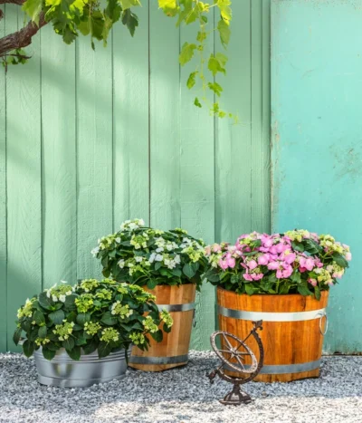 Teller-Hortensie, Ca. 15-25 Cm 8 Teller-Hortensie, Ca. 15-25 Cm -Haus Pflanzen Welt 4214573 7223423 7223464 7223431 7223449 WE MO 001 GusseisenSonnenuhr