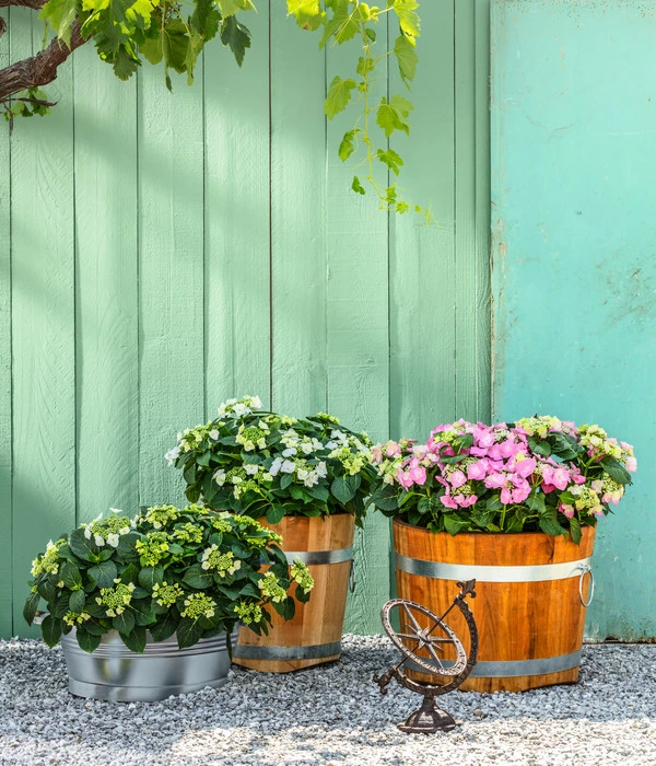 Teller-Hortensie, Ca. 15-25 Cm 5 Teller-Hortensie, Ca. 15-25 Cm – Bild 3