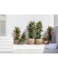 Dehner Terrakotta-Topf Imperia, Rund, Antik-terrakotta 13 Dehner Terrakotta-Topf Imperia, Rund, Antik-terrakotta -Haus Pflanzen Welt 4272639 4272670 WE MO 005 DehnerTerrakottaTopf