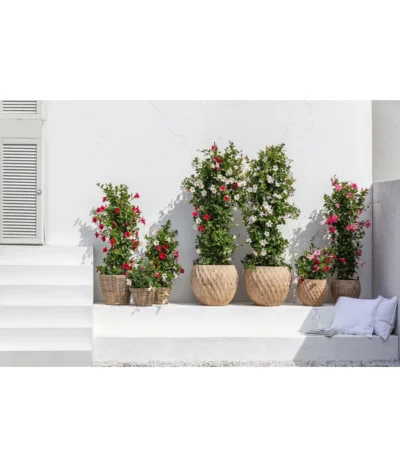 Dehner Terrakotta-Topf Imperia, Rund, Antik-terrakotta -Haus Pflanzen Welt 4272639 4272670 WE MO 005 DehnerTerrakottaTopf