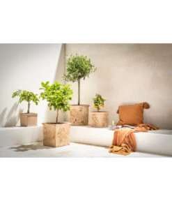 Dehner Terrakotta-Topf, Quadratisch, Terrakotta-antik 6 Dehner Terrakotta-Topf, Quadratisch, Terrakotta-antik -Haus Pflanzen Welt 4273595 WE MO 02 Terrakotta Topf antik