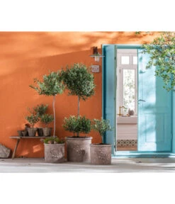 Dehner Terrakotta-Topf, Terrakotta-antik -Haus Pflanzen Welt 4273751 4273777 4273785 WE MO 002 TerrakottaTopf