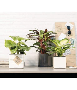 LECHUZA® CUBE Glossy, All-in-One Set -Haus Pflanzen Welt 4310470 4310454 WE MO 001 CubeGlossyAnthrazitWeiss