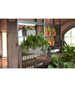 LECHUZA® Kunststoff-Kasten Balconera Stone 14 LECHUZA® Kunststoff-Kasten Balconera Stone -Haus Pflanzen Welt 4318606 WE MO 002 LechuzaKunststoffBalkonkastenBalconeraStonePflanzkastenBlumenkasten