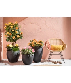 Zimmerhibiskus - Hibiscus Rosa-sinensis, Stämmchen, Verschiedene Sorten 17 Zimmerhibiskus - Hibiscus Rosa-sinensis, Stämmchen, Verschiedene Sorten -Haus Pflanzen Welt 4319398 PR MO 001 KunststoffTopfSchwarz 1