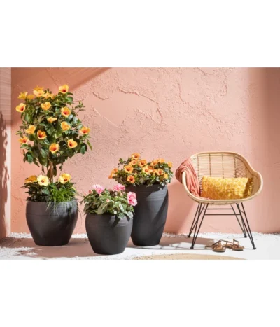 Zimmerhibiskus - Hibiscus Rosa-sinensis, Verschiedene Sorten -Haus Pflanzen Welt 4319398 PR MO 001 KunststoffTopfSchwarz