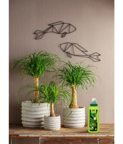 Dehner Grünpflanzen-Dünger, Flüssig, 500 Ml 7 Dehner Grünpflanzen-Dünger, Flüssig, 500 Ml -Haus Pflanzen Welt 4418075 WE MO 001 DehnerGruenpflanzenDuengerfluessig500ml