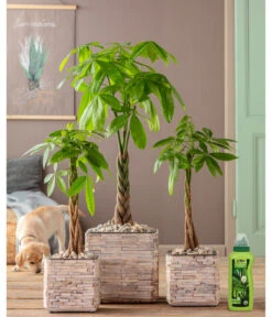 Dehner Grünpflanzen-Dünger, Flüssig, 500 Ml 8 Dehner Grünpflanzen-Dünger, Flüssig, 500 Ml -Haus Pflanzen Welt 4418075 WE MO 002 DehnerGruenpflanzenDuengerfluessig500ml