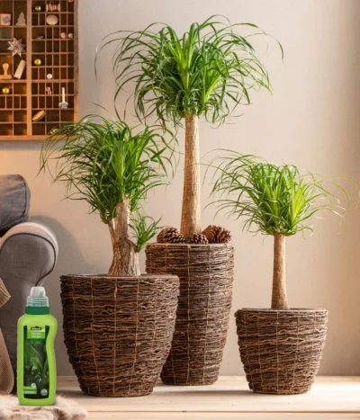 Dehner Palmen-Dünger, Flüssig, 500 Ml 6 Dehner Palmen-Dünger, Flüssig, 500 Ml -Haus Pflanzen Welt 4418240 WE MO 001 DehnerPalmenDuengerfluessig500ml