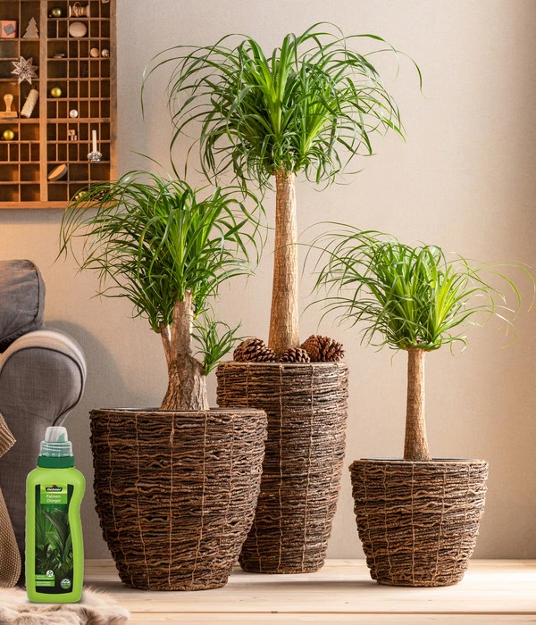 Dehner Palmen-Dünger, Flüssig, 500 Ml 4 Dehner Palmen-Dünger, Flüssig, 500 Ml – Bild 2