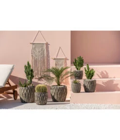 Feigenkaktus - Opuntia Consolea 9 Feigenkaktus - Opuntia Consolea -Haus Pflanzen Welt 4432415 PR MO 001 KeramikTopfNero 1